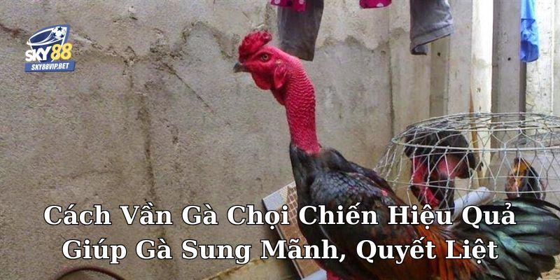 Cách vần gà chọi chiến