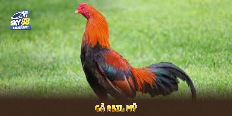 Gà Asil Mỹ Với Đặc Điểm Và Phương Pháp Nuôi Hiệu Quả